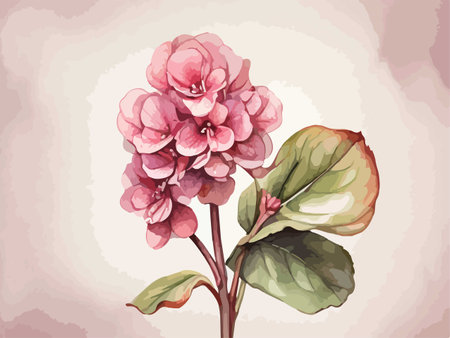 Illustration of a pink hydrangea flower on a light backgroundのイラスト素材
