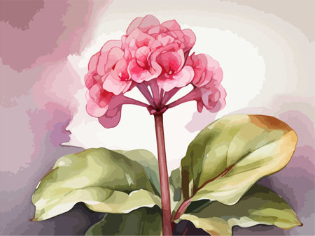 Illustration of a pink hydrangea flower on a gray backgroundのイラスト素材