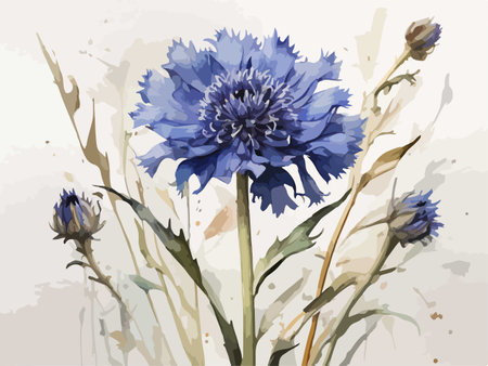 Blue cornflowers on a white background. Watercolor illustration.のイラスト素材