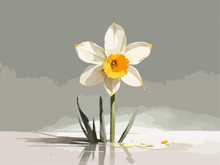 Narcissus flower on the white background. Vector illustration.のイラスト素材