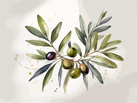 Watercolor olive branch with olives. Hand drawn vector illustration.のイラスト素材