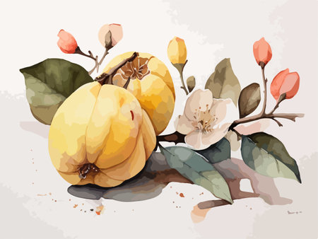 Hand drawn watercolor illustration of quince with leaves and flowers.のイラスト素材
