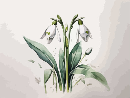 Spring snowdrop flowers. Hand drawn watercolor sketch. Vector illustration.のイラスト素材