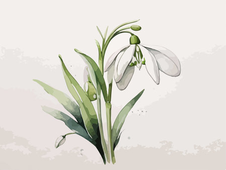 Illustration of spring snowdrop flowers on white background, vector illustrationのイラスト素材