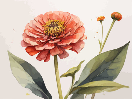 Watercolor hand drawn vector illustration of a zinnia flower.のイラスト素材