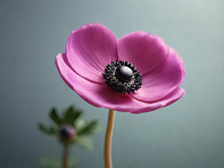 beautiful pink anemone flower on grey background, close upの素材