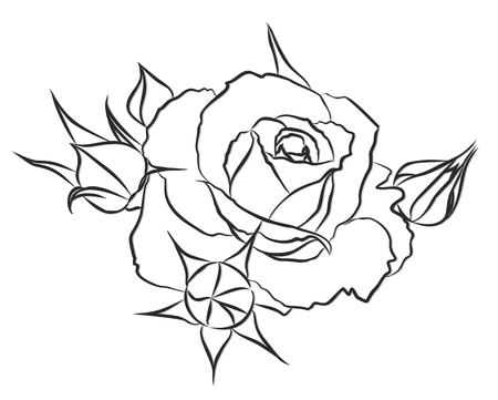 A sketch of the blossoming garden rose.のイラスト素材