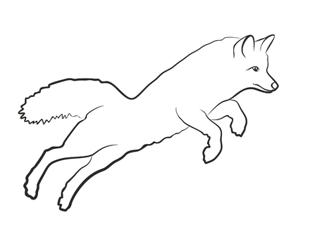 Sketch of wild fox.のイラスト素材