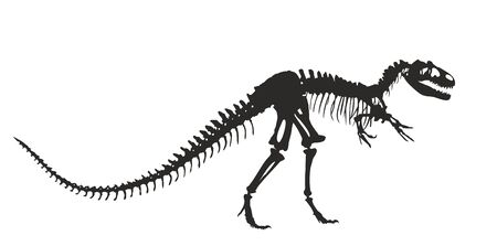 Skeleton of an ancient predatory dinosaur.のイラスト素材