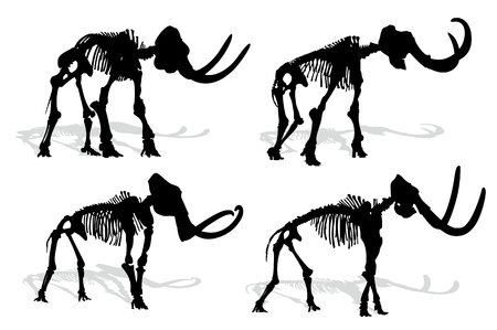 Skeleton of mammoth.のイラスト素材