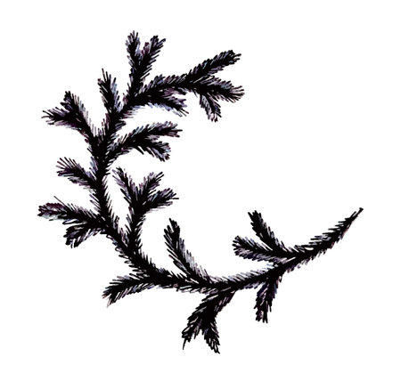 The sketch of a fir branch with ink pen.のイラスト素材