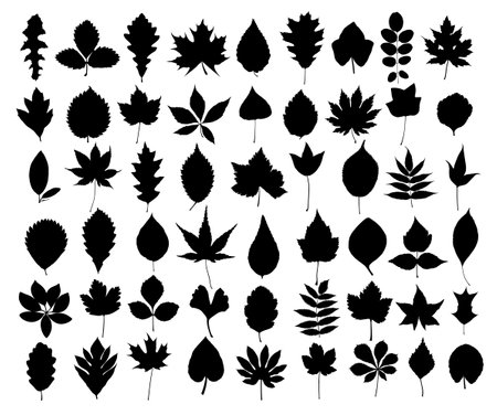 A set of silhouettes leaves of trees and shrubs.のイラスト素材