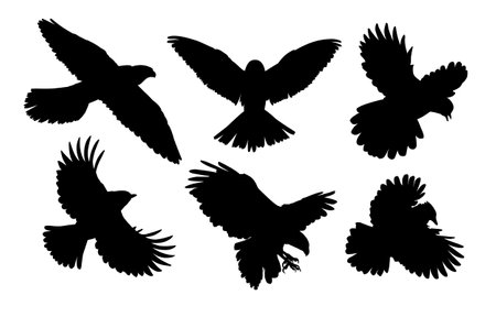 The set of silhouettes birds of prey in flight.のイラスト素材