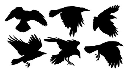 A set of silhouettes ravens in flight.のイラスト素材