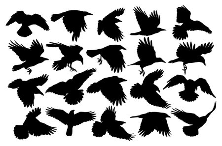 A big set of silhouettes ravens in flight.のイラスト素材