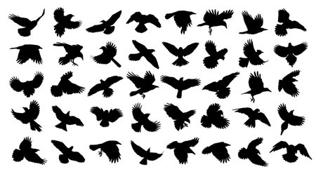 A big set of silhouettes birds of prey and seabirds in flight.のイラスト素材