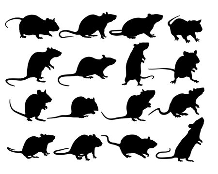 The set silhouettes of rats.のイラスト素材