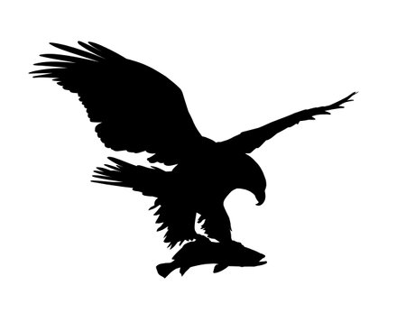 The silhouette of wild eagle with fish.のイラスト素材