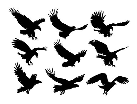 Set silhouettes of wild eagles in flight.のイラスト素材