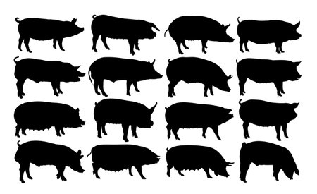The big set of silhouettes domestic pigs.のイラスト素材