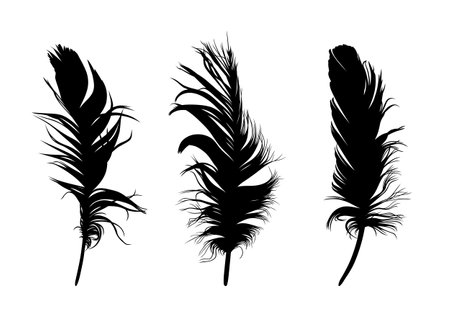 The set of bird feather silhouettes.のイラスト素材