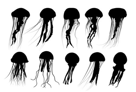 The set silhouettes of a large sea jellyfish.のイラスト素材