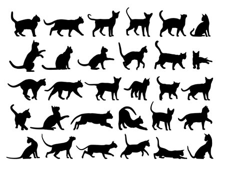 The big set of silhouettes domestic cats.のイラスト素材
