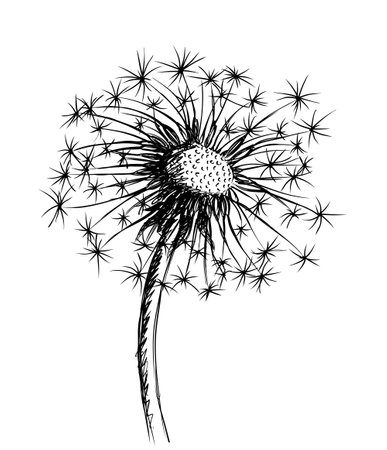 The sketch of field dandelion with seeds.のイラスト素材