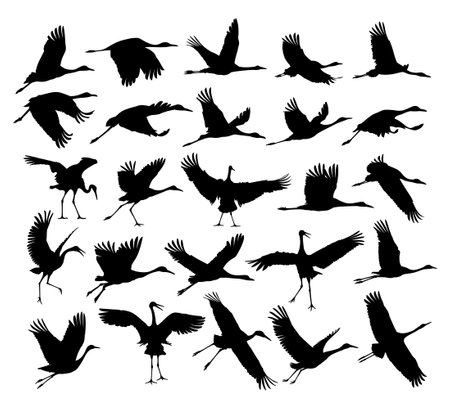 A set of silhouettes of the flying cranes.のイラスト素材