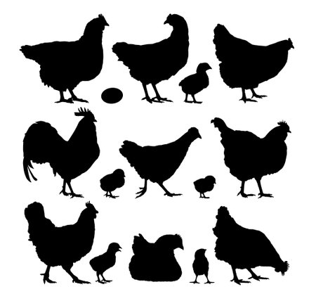 Set silhouettes of chickens and roosters.のイラスト素材