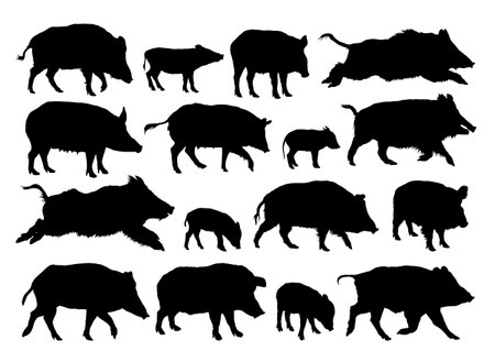 The big set of silhouettes of wild boars.のイラスト素材