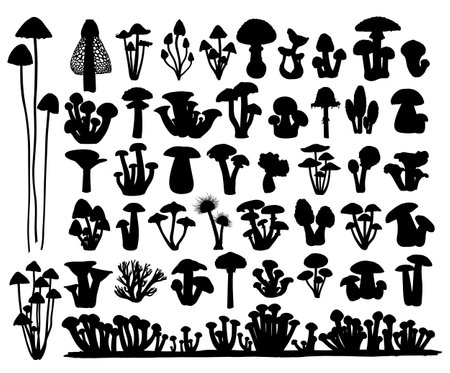 The big set silhouettes of forest mushrooms.のイラスト素材