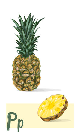 Pineapple realistic vector art. Fruit set. Fresh juicy ananas. Sliced pine, yellow healthy food.のイラスト素材