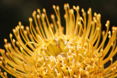 Closeup in Portuguese gardens flowers (Pro Pin Cushion tea). Amazing colorful Yellow flowers in the garden at sunny summer or spring day.の写真素材