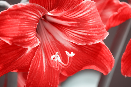 Closeup in Portuguese gardens flowers (Red Star Gazer Lily). Amazing colorful red lily flowers in the garden and black contrast landscape at sunny summer or spring day.の写真素材