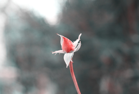 Isolate flower, red rose in black and white contrast. Symbol of love, calm and serenity.の写真素材