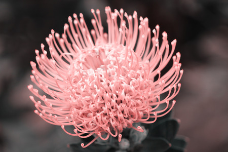 Closeup in Portuguese gardens flowers (Pro Pin Cushion tea). Amazing colorful Pink flowers in the garden at sunny summer or spring day.の写真素材