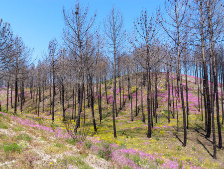 Spring forest. Trees without foliage, green grass, white, yellow and purple flowers. Awakening of...