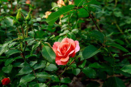 Beautiful pink rose surrounded by greenery. Blooming flower on blurred green background. Summer garden. Close-up of the floret.の写真素材