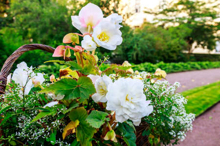 Bouquet with white flowers and green leaves in the basket. Close-up of beautiful summer bunch. Gardening and floristry concept. Garden shrouded in greenery.の写真素材