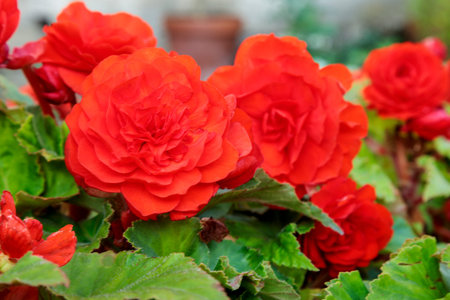 Close-up of a bright red rose surrounded by greenery. Shallow depth of field. Soft focus blurred bokeh background. Garden photography.の写真素材