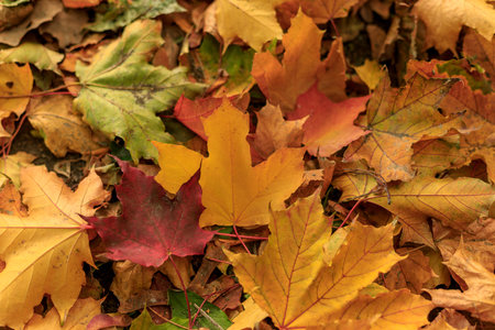 Fallen leaves covered the ground in autumnal forest. Close-up of  colorful maple leaves on a sunny...