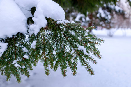 Winter landscape. Blurry photography with a shallow depth of field. Snow on fir branches....