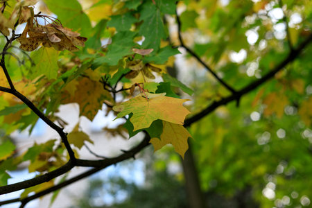 Soft focus photo of a yellow maple leaf surrounded by greenery. Blurred autumn background.