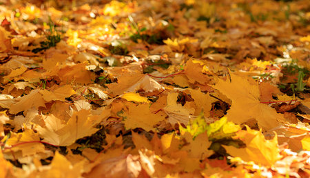 Autumn yellow maple leaves on the ground soft focus photography. Natural fall pattern background....