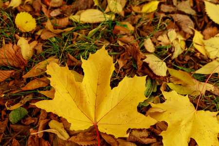 Fallen leaves on the green grass in autumnal garden. Closeup of yellow maple leaf on a sunny day....