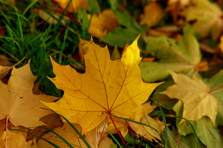 Fallen leaves on the green grass in autumnal park. Close-up of yellow maple leaf on a sunny day....