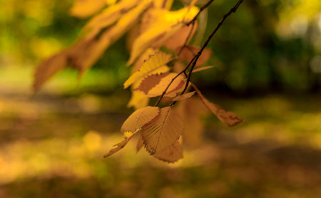 Yellow leaves on branch soft focus photography. Bright fall pattern background with bokeh...
