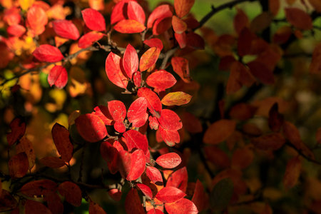 Bush with red leaves on a dark background. Autumnal park on a sunny day. Autumn vibes scene....