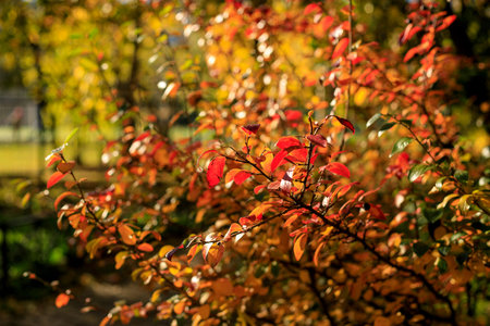 Bush with colorful leaves. Autumnal city park on a sunny day. Autumn vibes scene. Bright fall...